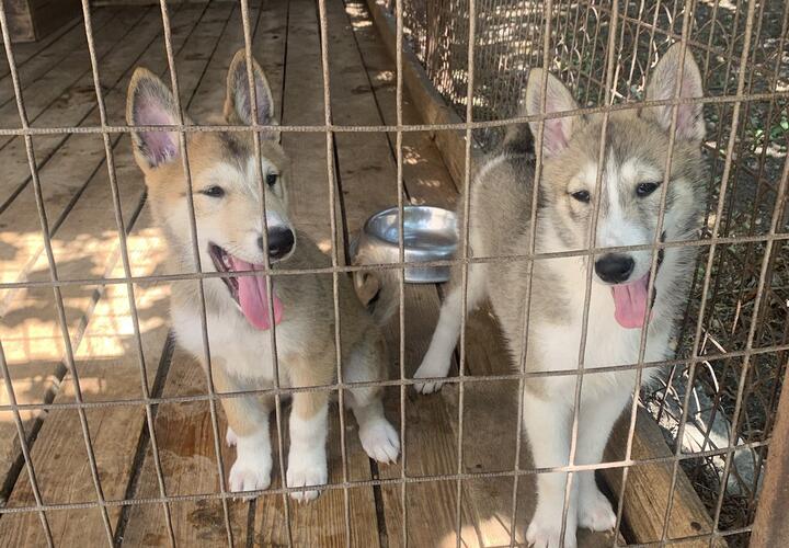 На Кубани пройдет чемпионат Юга России среди западно-сибирских лаек