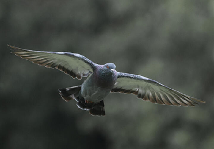 На Кубани в лесополосе Динского района обнаружено более 2 тысяч мертвых голубей