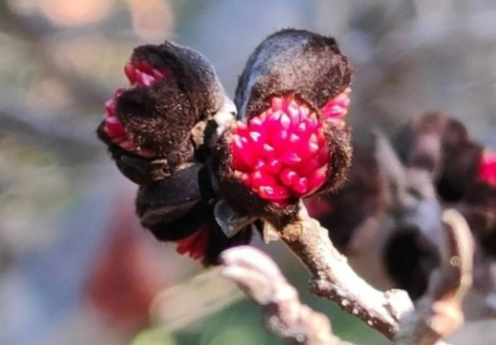 Парротия персидская расцвела в Сочи