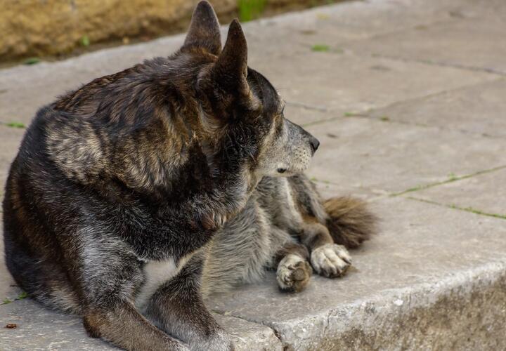 Неужели свершится: на улицах Краснодара станет меньше бродячих собак