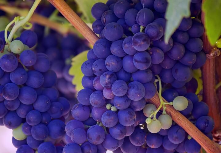 Новый винзавод и большой кемпинг построят под Новороссийском