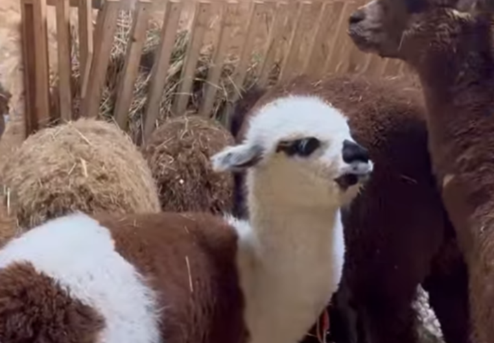 Новых альпак привезли в Сочи 