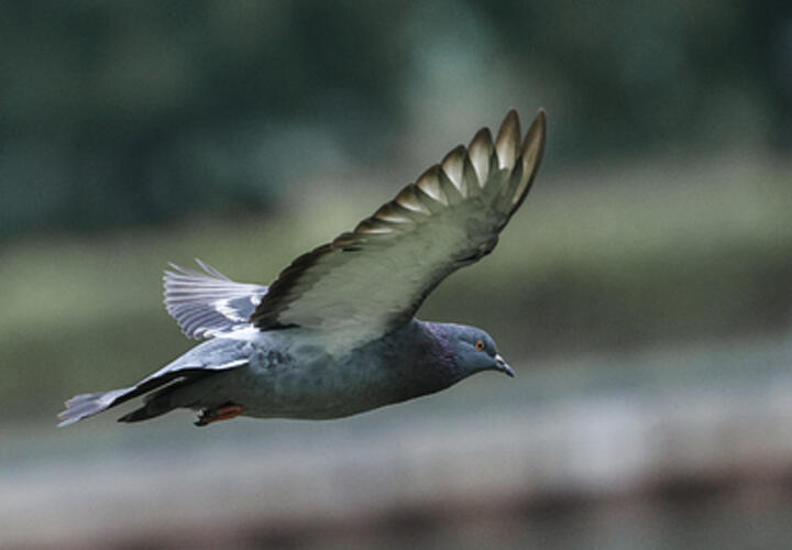 Стали известны результаты лабораторных проб на месте массовой гибели голубей на Кубани