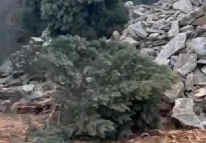 Строители уничтожают можжевельники в Новороссийске