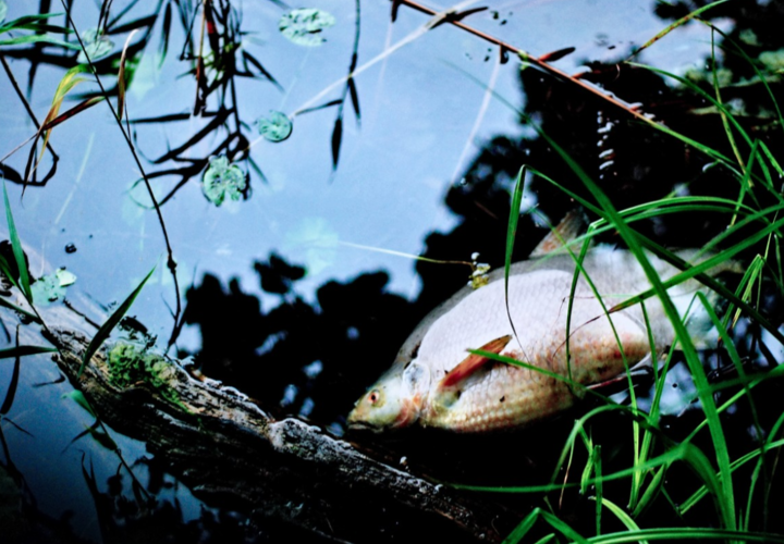 В Карасунских озерах погибла рыба