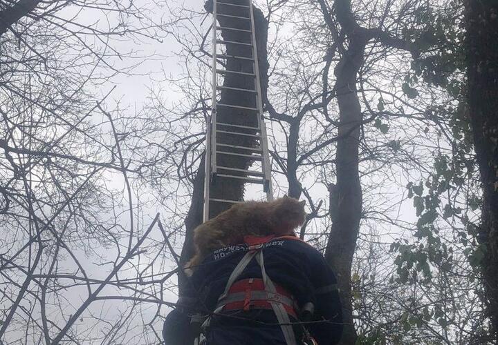 В Новороссийске с 14-метрового дерева спасатели снимали кота при помощи альпинистского снаряжения