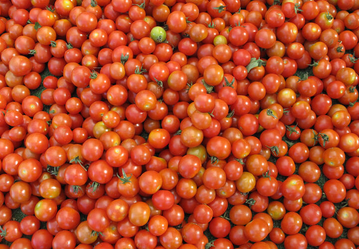 В порт Новороссийска привезли египетские томаты с вирусом коричневой морщинистости