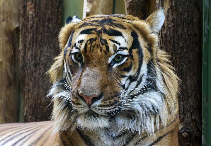 В Сафари Парке Геленджика сделают бесплатное посещение, но только для мужчин и всего на три дня