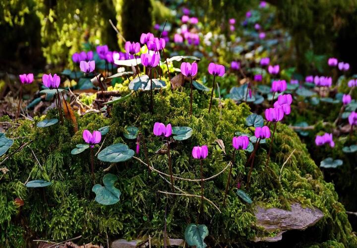 В Сочи расцвели цикламены 