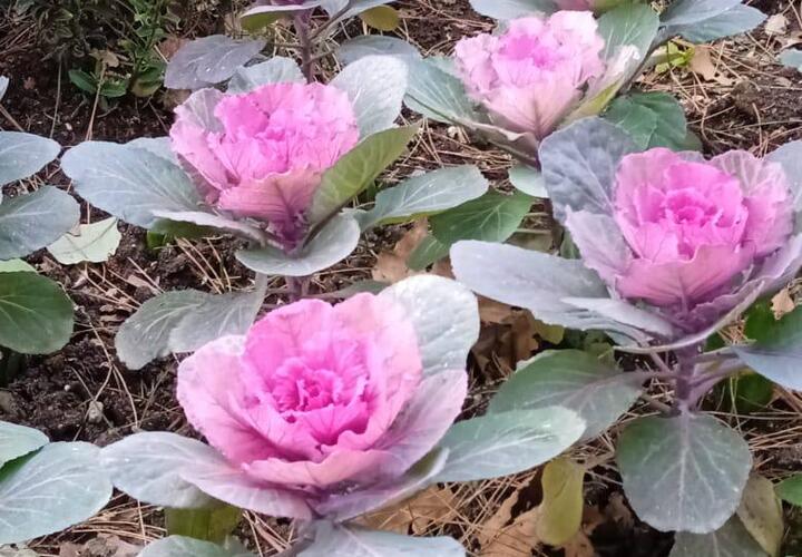 На курортах Кубани расцвели редкие цветы