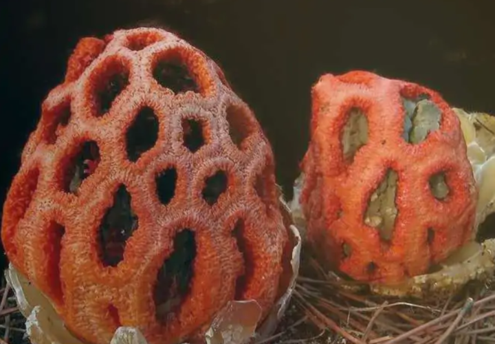 В Сочи ожидается массовое разрастание смертельно опасного гриба