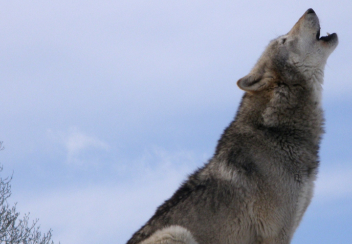 Волк бит. Волк 95. Волк бит. Нидерландский волк. Волк бит.