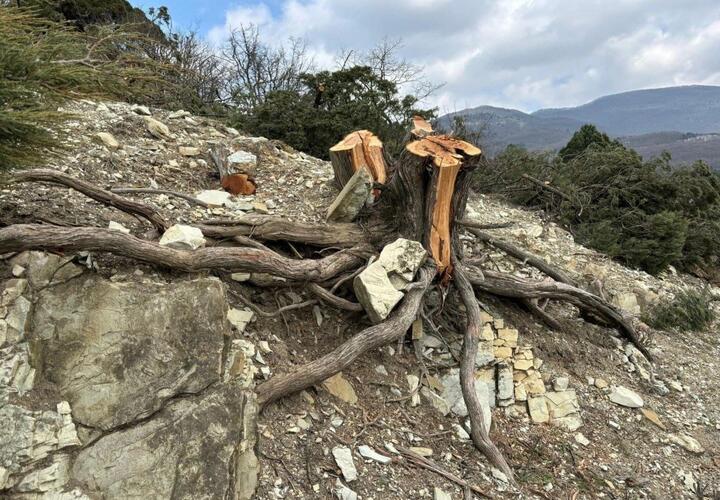 В Новороссийске вырубают краснокнижные можжевельники для строительства водопровода