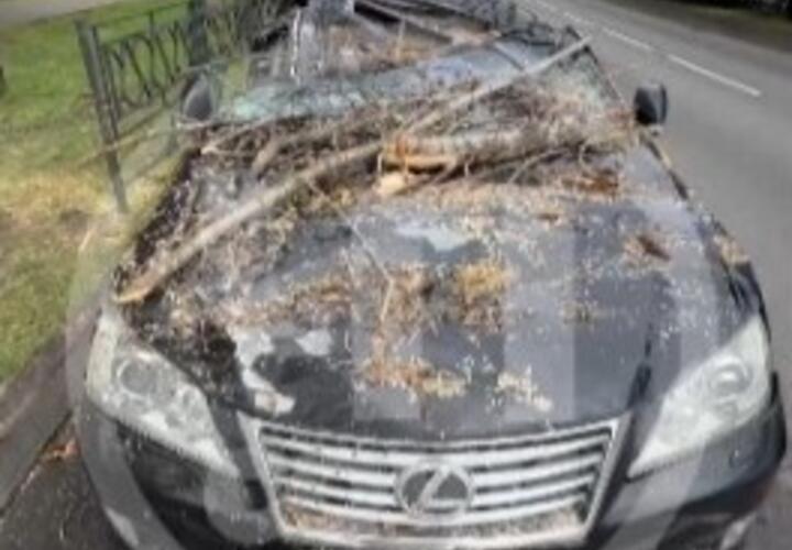 Даже смотреть больно: в Сочи упавшее от ветра дерево уничтожило дорогой  Lexus