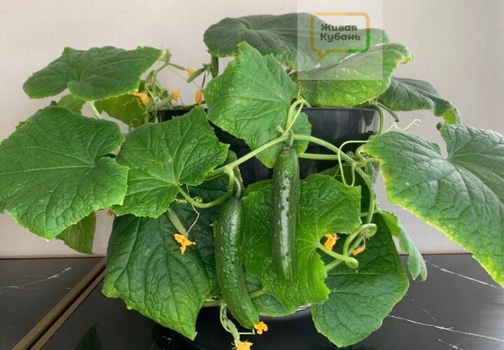 Как вырастить огурцы в квартире, рассказал эксперт