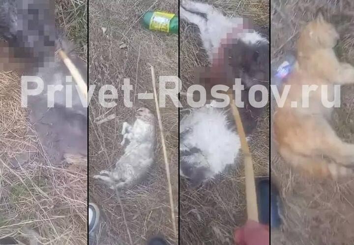 Какой-то маньяк вспарывает котам животы в Ростовской области