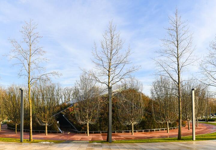 Холм с кедрами появится в парке Галицкого в Краснодаре