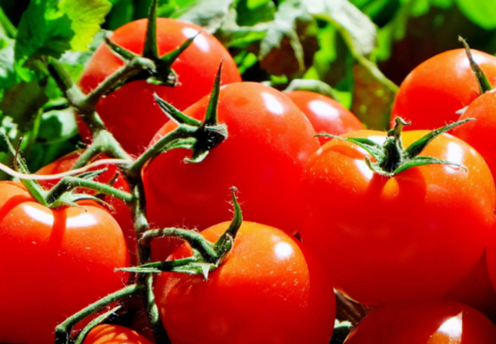 Кому и почему нельзя есть свежие помидоры