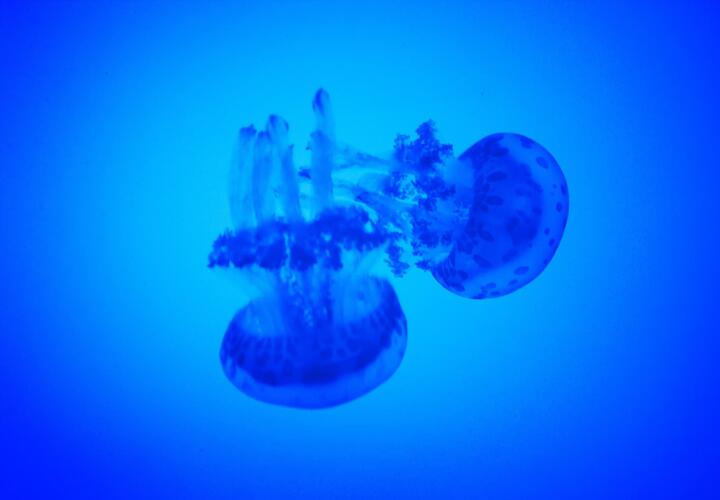 Названа причина вспышки численности медуз в Азовском море