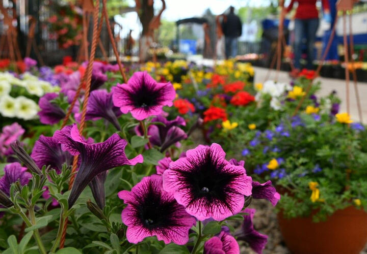 Новые сорта растений, полученные путем селекции, привезут на ярмарку в Краснодаре