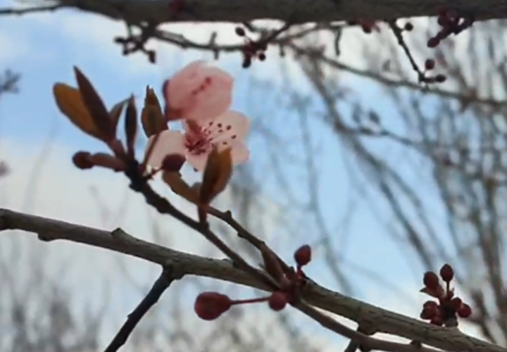 Парк Галицкого в Краснодаре украсят розовые деревья, начинается цветение сливы «Нигра»