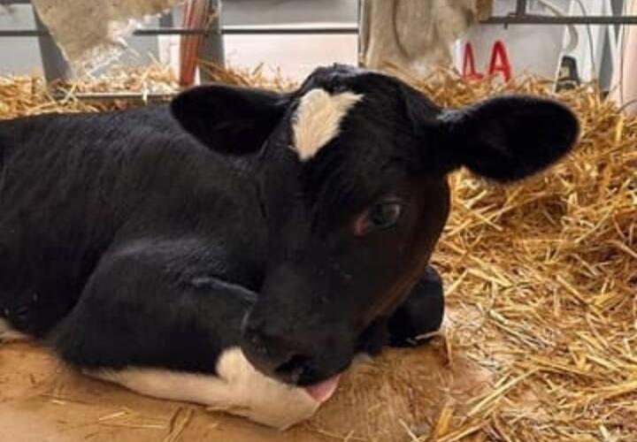 Теленку-клону на Кубани выбирают имя