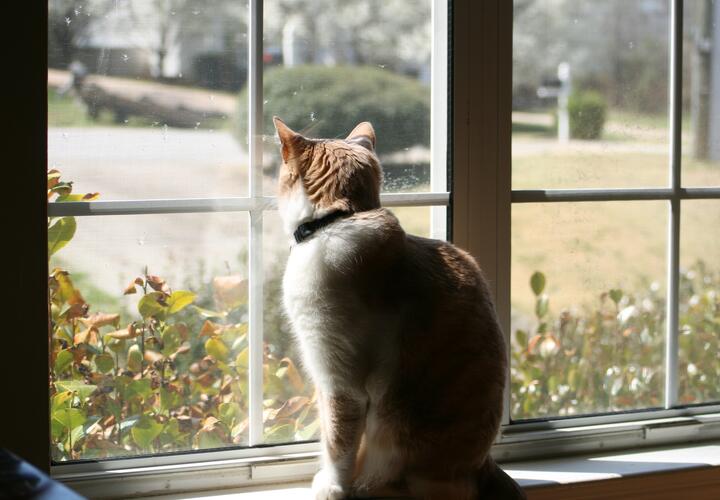 Почти без осадков: какая погода будет на Кубани 25 марта