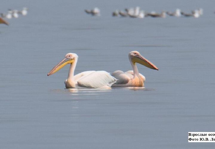 Под Анапой начал гнездиться новый вид пеликанов