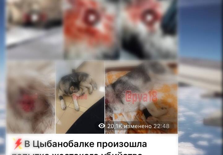 Разозленный мужчина тяпкой пытался искромсать хаски в Краснодарском крае