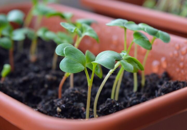 В России подорожали саженцы, рассада и семена