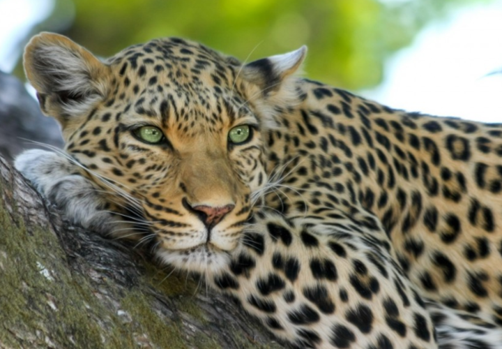 Но только для женщин, и только на несколько дней