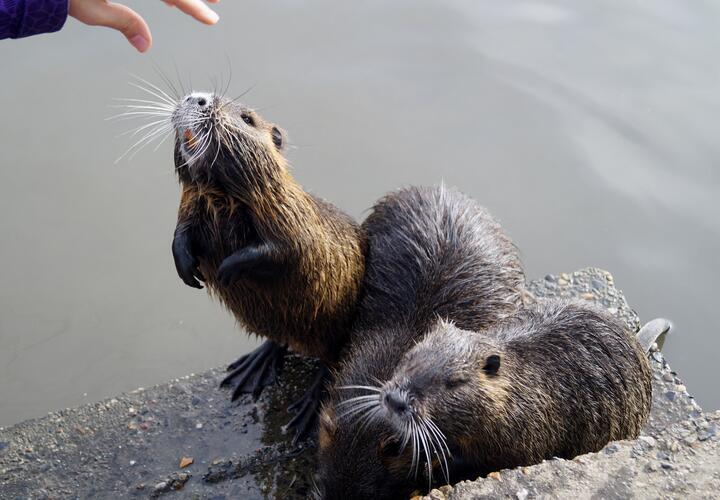 Стало известно, кто приносит нутрий к Суджуксой лагуне в Новороссийске