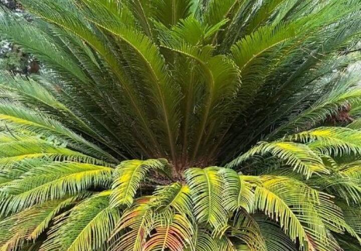 Уникальное растение, пережившее динозавров, растет в Сочи