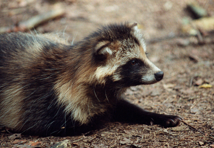 В Сочи собираются отстреливать енота-полоскуна, чтобы сохранить популяцию колхидской жабы