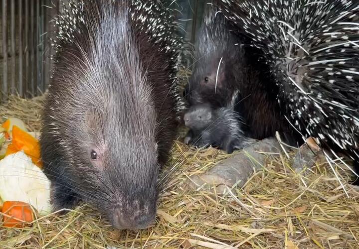 В семье дикобразов в Сочи родилась дочка