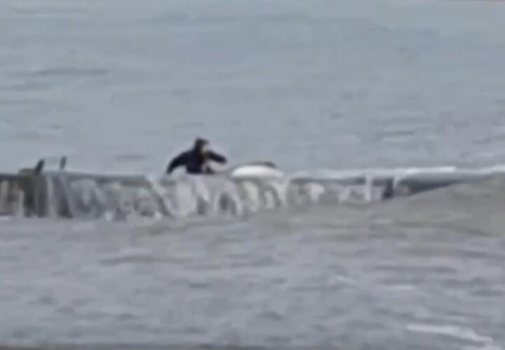 В Сочи девушка пыталась спасти дельфина, сбросив его в море с волнореза