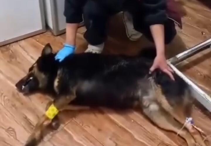 В Сочи кто-то массово травит бездомных собак