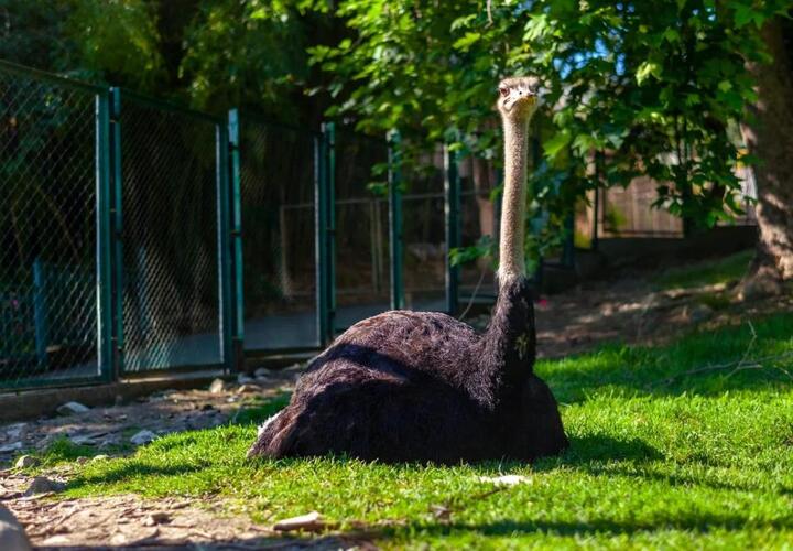 В Сочи огромный страус внезапно умер на глазах посетителей дендрария