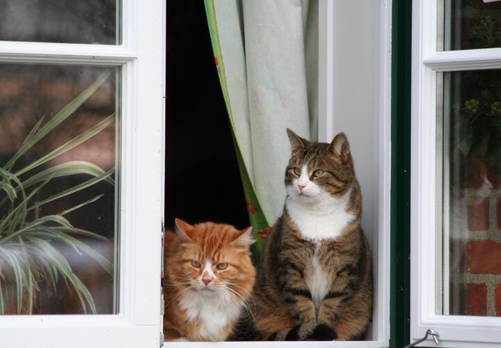 Возможен небольшой дождь: синоптики рассказали о погоде на Кубани 9 марта