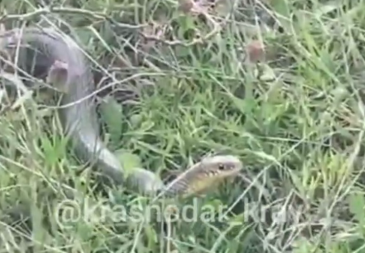 Жителей Кубани предупредили о пробуждении ядовитых змей