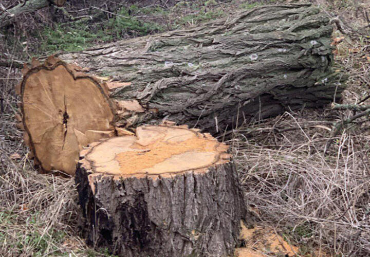 Жительница Краснодарского края пойдет под суд за вырубку 174 деревьев