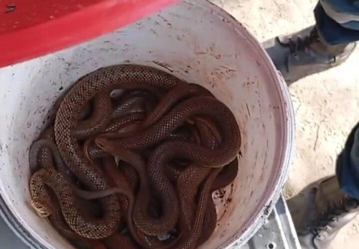 Змеи атаковали дом жительницы Армавира 