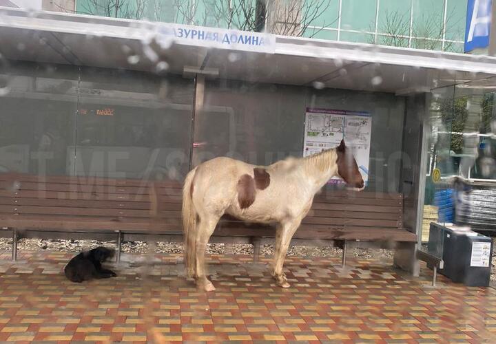 Зоопарк на остановке: в Сочи вместо людей автобуса ждут бездомные собаки и лошадь