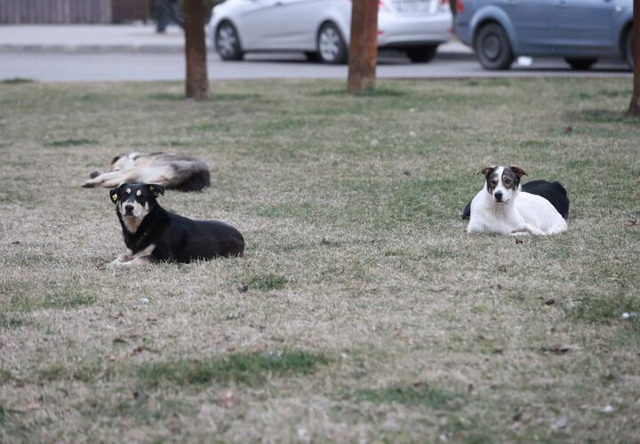  Более 400 дворняг отловили в Краснодаре с начала года