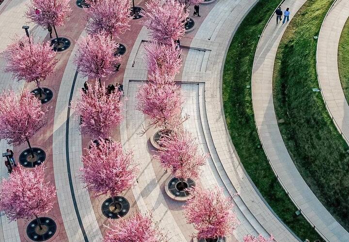 Цветущий парк Галицкого в Краснодаре показали с высоты птичьего полета