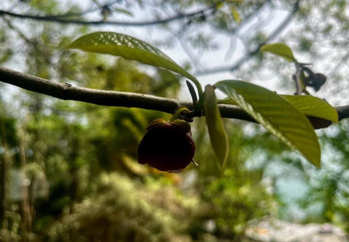 Дерево покрылось черными цветами в Сочи