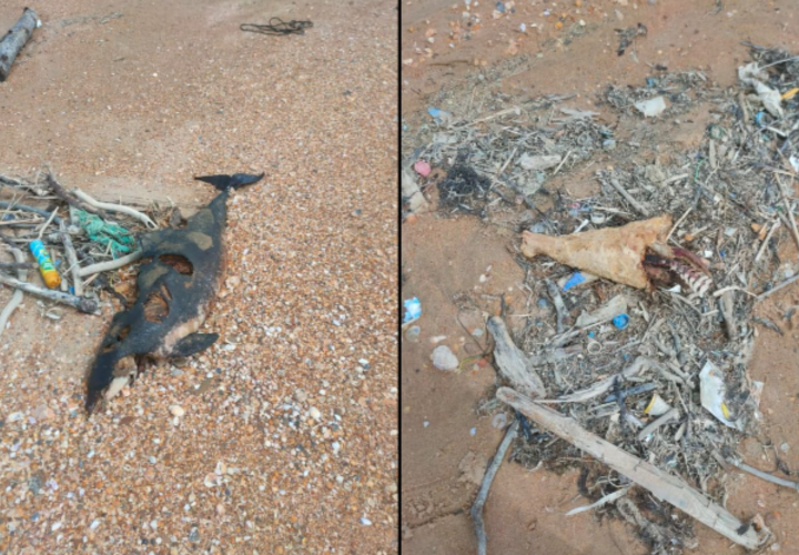 Десятки погибших дельфинов нашли на пляже рядом с Анапой