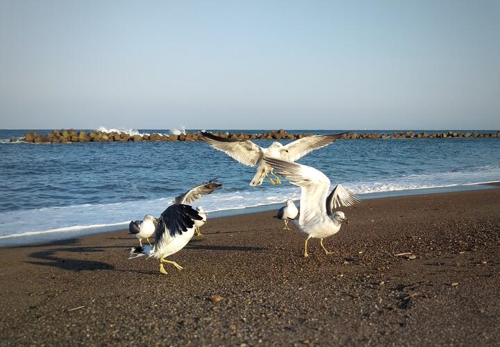 До 25 градусов, но ветрено: какая погода будет 10 апреля в Краснодарском крае