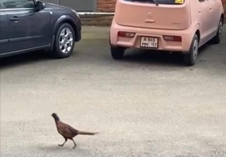 В центре Краснодара разгуливает фазан