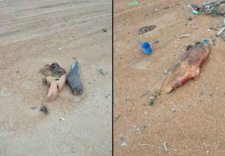 В Анапе начали проверку из-за массовой гибели дельфинов